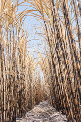 Fototapeta premium New style background,sugarcane field burned.