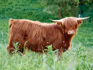 Schottisches Hochlandrind