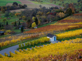 Weinberge im Herbst