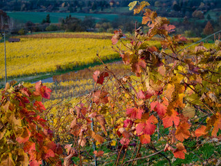 Weinberge im Herbst