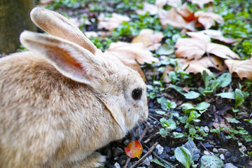 brown rabbit