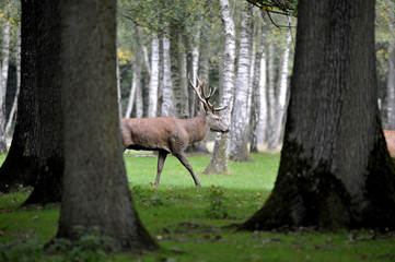 cerf en foret