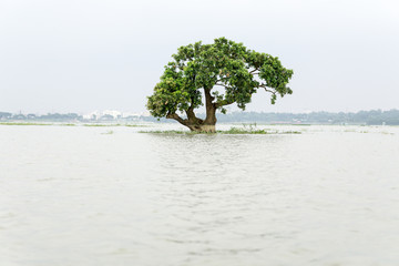drowned tree