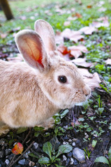 brown rabbit