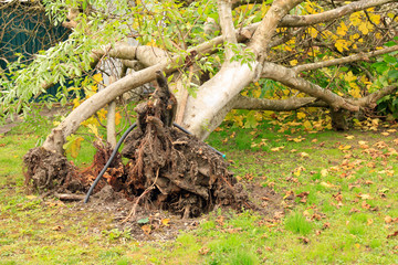 arbre déraciné par le vent