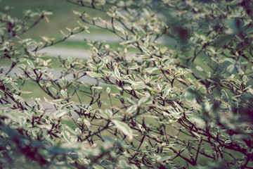 branch of green leaf nature, terminalia ivorensis tree