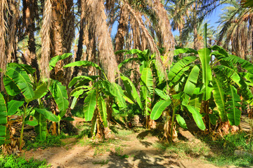 Banana Palms, Tamerza oasis, Sahara Desert, Tunisia, Africa, HDR