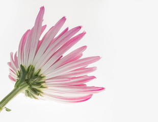 abstract Chrysanthemum Flower on white background