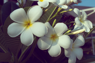Obraz na płótnie Canvas white frangipani plumeria tropical spa flower, flowers vintage