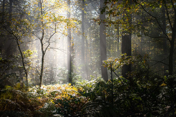 Obraz premium Wet autumn forest with fog