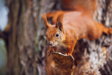 Red squirrel sitting on the tree in the park © A.Kazak