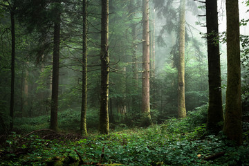 brume  dans un sous bois de sapins