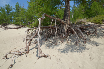 Famous walking trees in Sandy Bay on the coast of Lake Baikal.