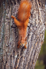 Red squirrel sitting on the tree in the park