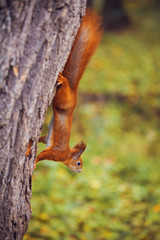 Red squirrel sitting on the tree in the park