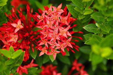 Tarenna collinsiae show beautiful red flowers in garden  