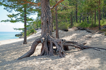 The big pine tree with air roots on the coast of Lake Baikal. Grandmother Bay