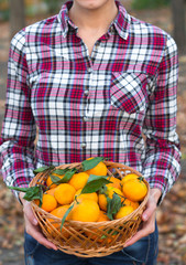 Obraz na płótnie Canvas Basket of mandarins in the hands of a woman
