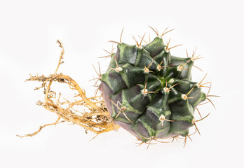 cactus beautiful