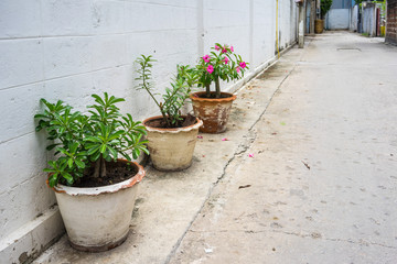 Pot trees on the empty street background