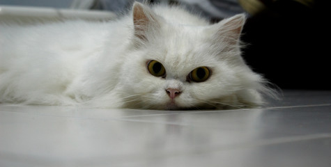 White cat