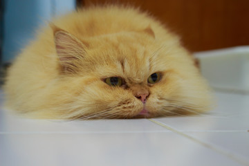 Orange cat lying prostrate on the ground.