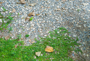 grass and stones floor background