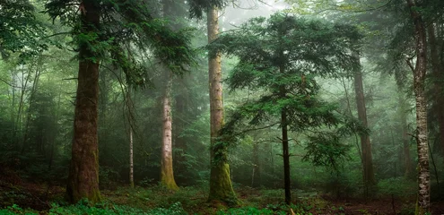 Foto auf Glas kleiner Baum im Wald © Olivier Tabary