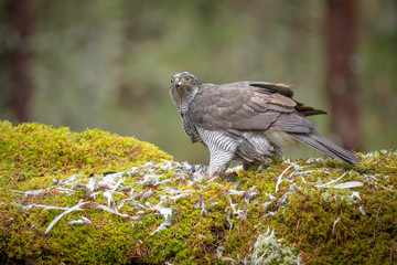 Goshawk Feeding