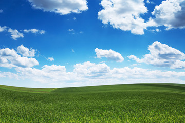 Obraz premium Wheat field against blue sky with white clouds. Agriculture scen