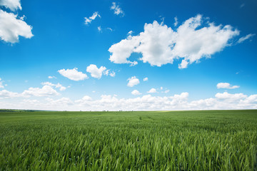 Fototapeta premium Wheat field. Fresh green grass and beautiful clouds.