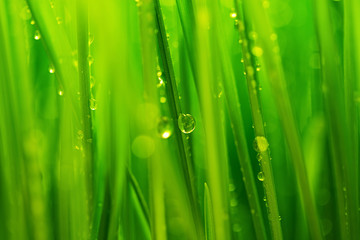 Fresh Green grass and water drops background