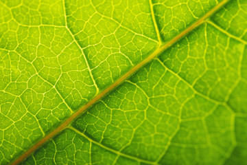 Texture of a green leaf as background