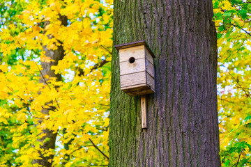 Wooden Nesting Box on Tree Trunk