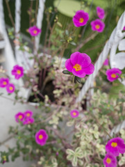 Pink flower 2 - Pink flowers in the pot hang on the garden.