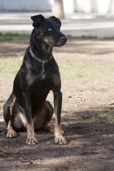 Perro sentado atento