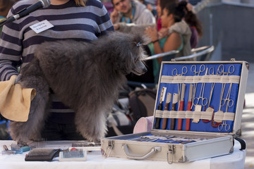 Peluqueria perro