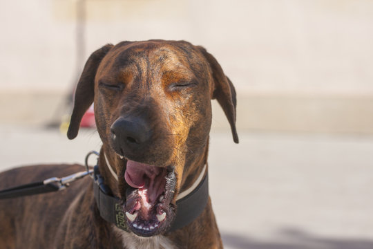 Bostezo de perro