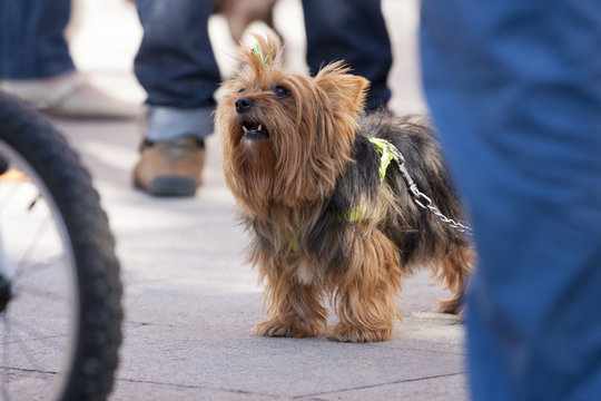 Perro peque&ntilde;o en peligro