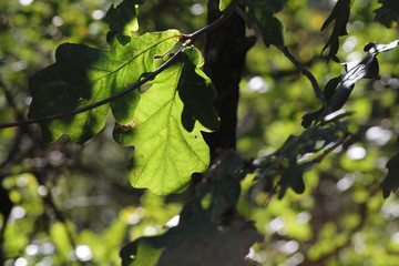 Hojas verdes de roble en el árbol