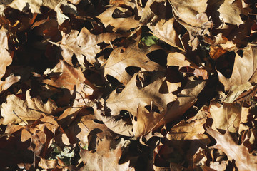 Holas secas en el suelo