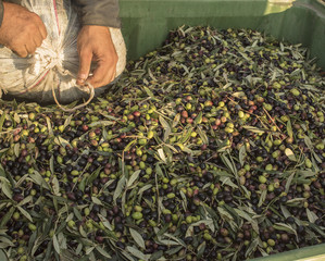 Oil and olives Cilento. Campania. Aquara (It). Extra virgin oliv