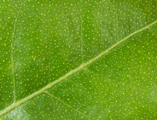 macro leaf