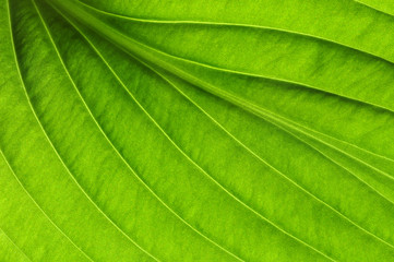  green leaf texture