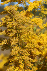 Naklejka na ściany i meble Goldenrod yellow meadow flowers