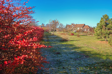 Yard in an autumn.
