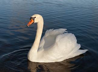 White swan on the water.