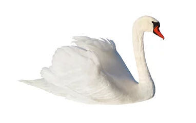 Acrylic prints Swan Fluffy white swan.