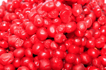 harvest of red schizandra