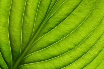  green leaf texture